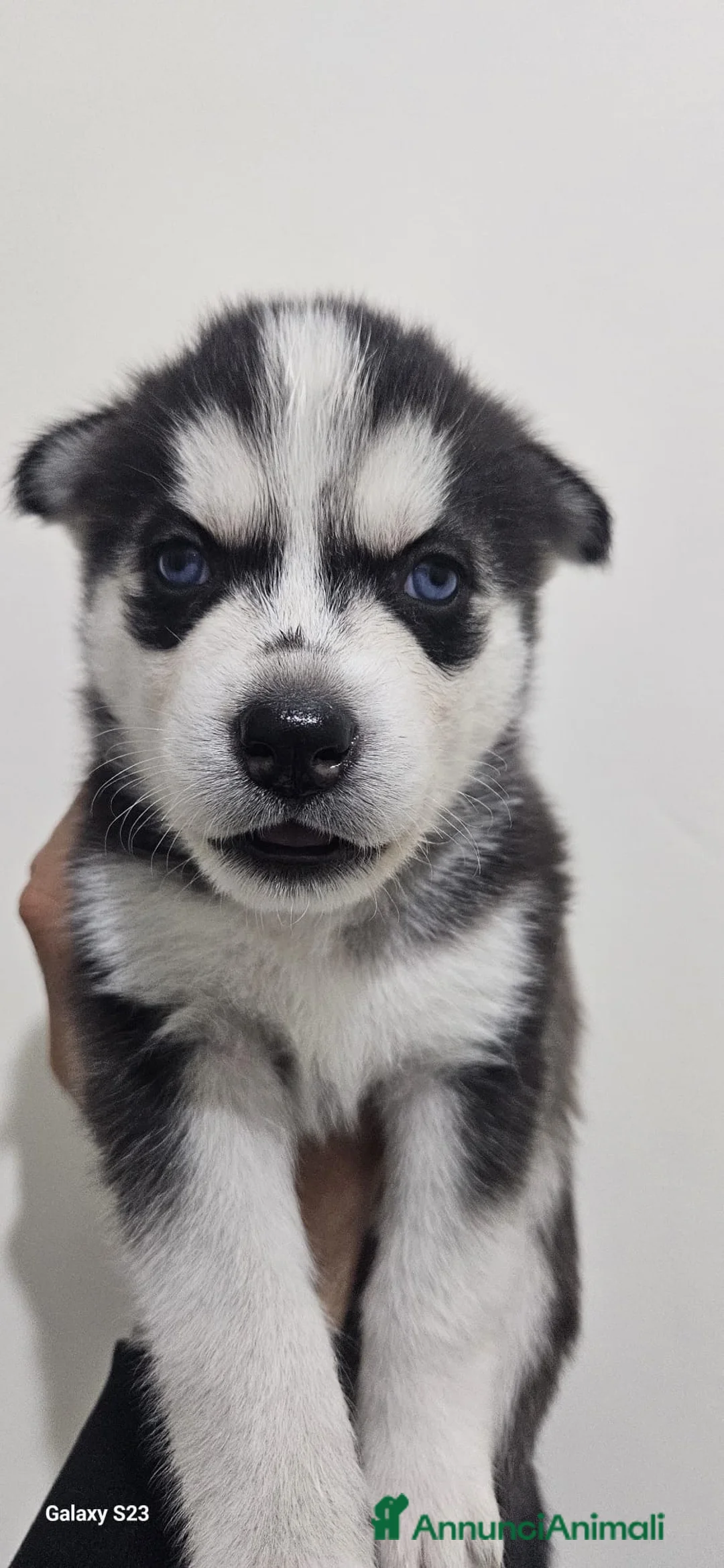 Husky cani in vendita: Cuccioli di siberian husky  - Annuncio 7