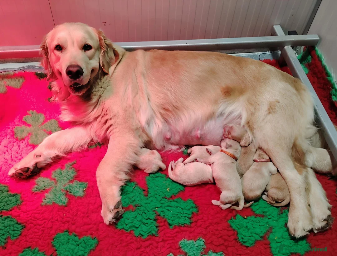 Golden Retriever cani in vendita: Cucciolata Golden Retriever - genitori selezionati a Provincia di Perugia - Annuncio 2