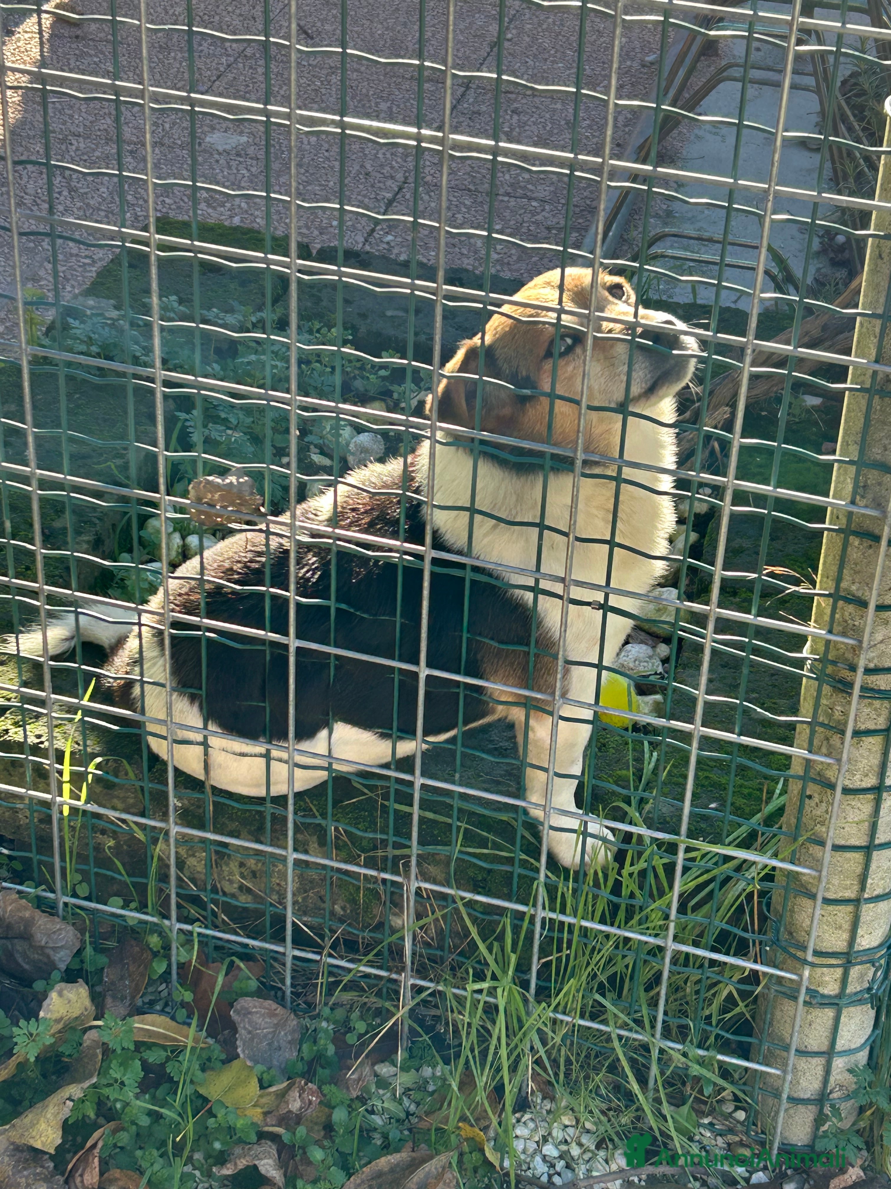 Jack Russell cani Jack Russel terrier meticcio regalo - Annuncio 1