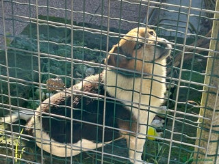 Jack Russell cani Jack Russel terrier meticcio regalo - Annuncio 15