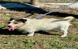 Jack Russell cani in regalo: Taz 3 anni 7 chili peperino - Annuncio 1