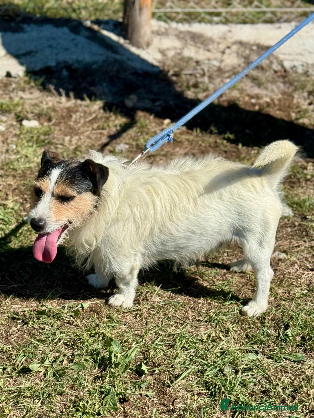 Jack Russell cani in regalo: Taz 3 anni 7 chili peperino - Annuncio 1