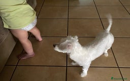Maltese cani in vendita: Maltese Toy  a Provincia di Arezzo - Immagine 3