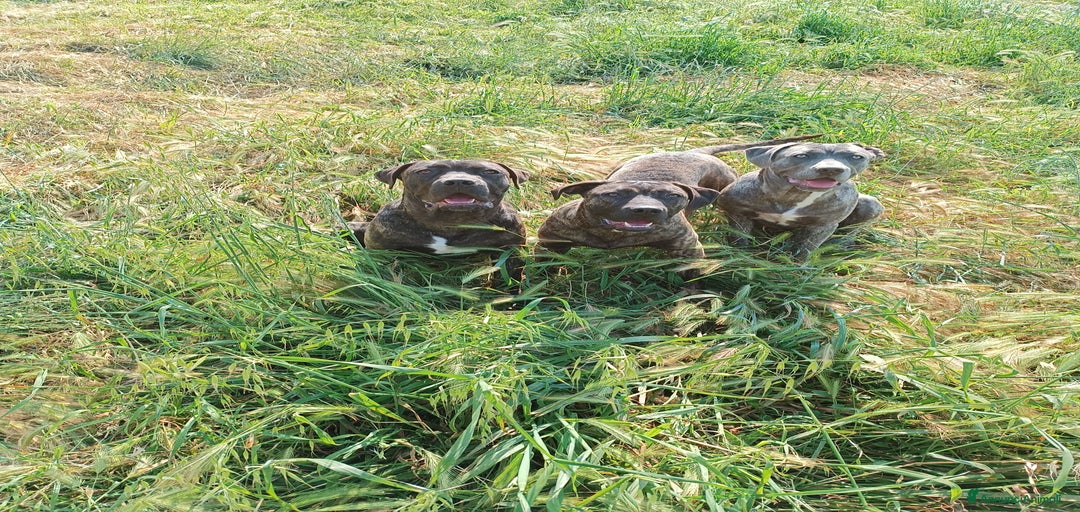 Immagine della galleria {{count}}