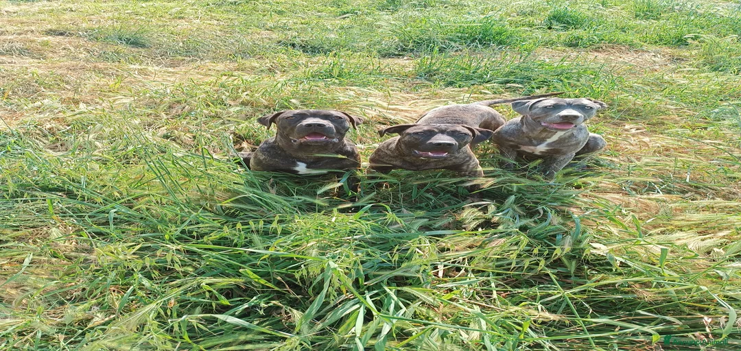 Immagine della galleria {{count}}