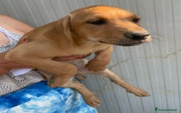 Meticcio cani in regalo: LA BELLISSIMA NEVADA a Provincia di Pavia - Immagine 4