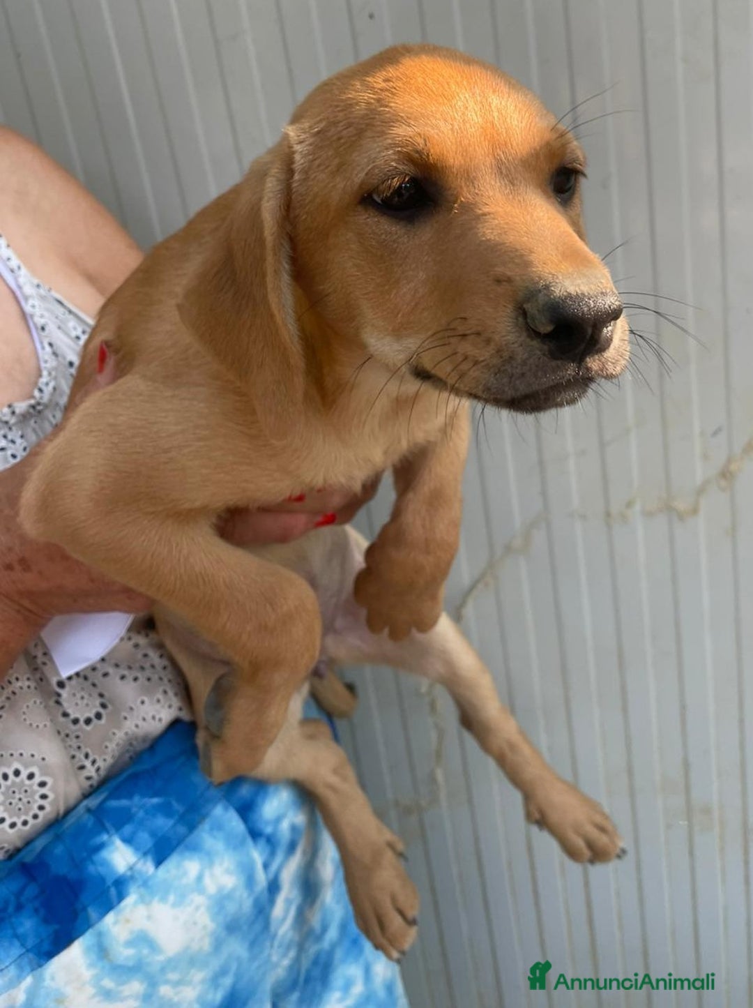 Meticcio cani in regalo: LA BELLISSIMA NEVADA a Provincia di Pavia - Immagine 4