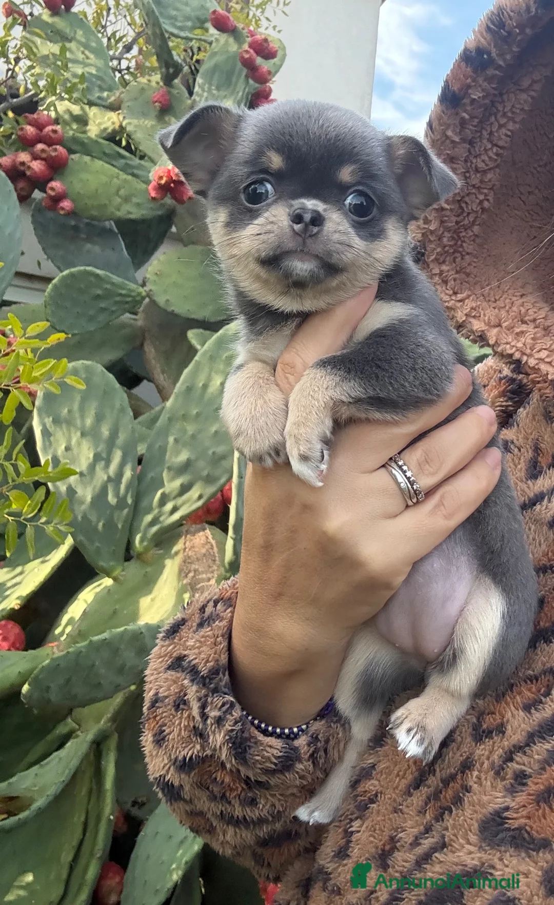 Chihuahua cani in vendita: Chihuahua pedigree Enci  - Annuncio 2