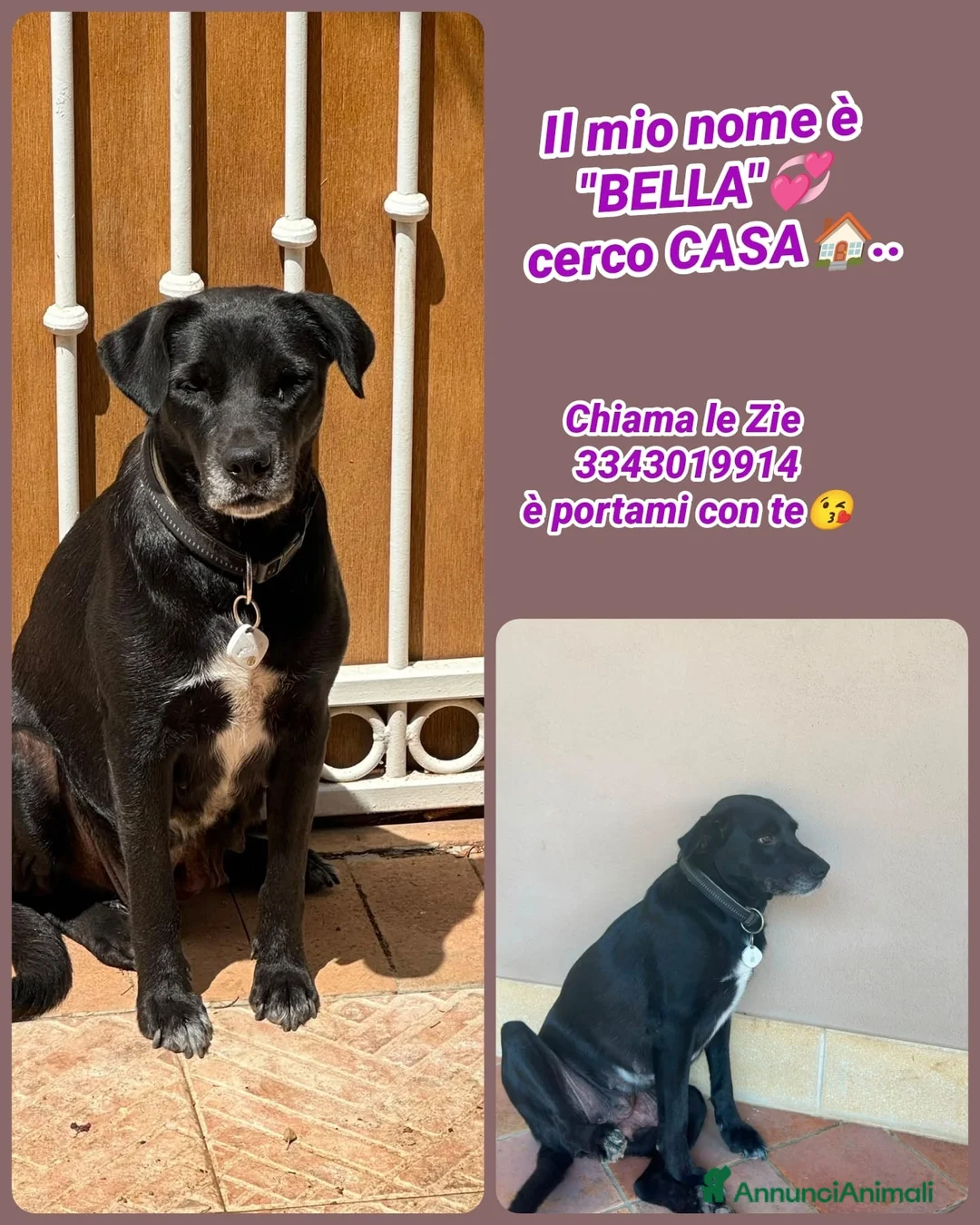 Meticcio cani in regalo: BELLA ❤️ la compagna che tutti vorrebbero 😍 a Provincia di Verona - Annuncio 1