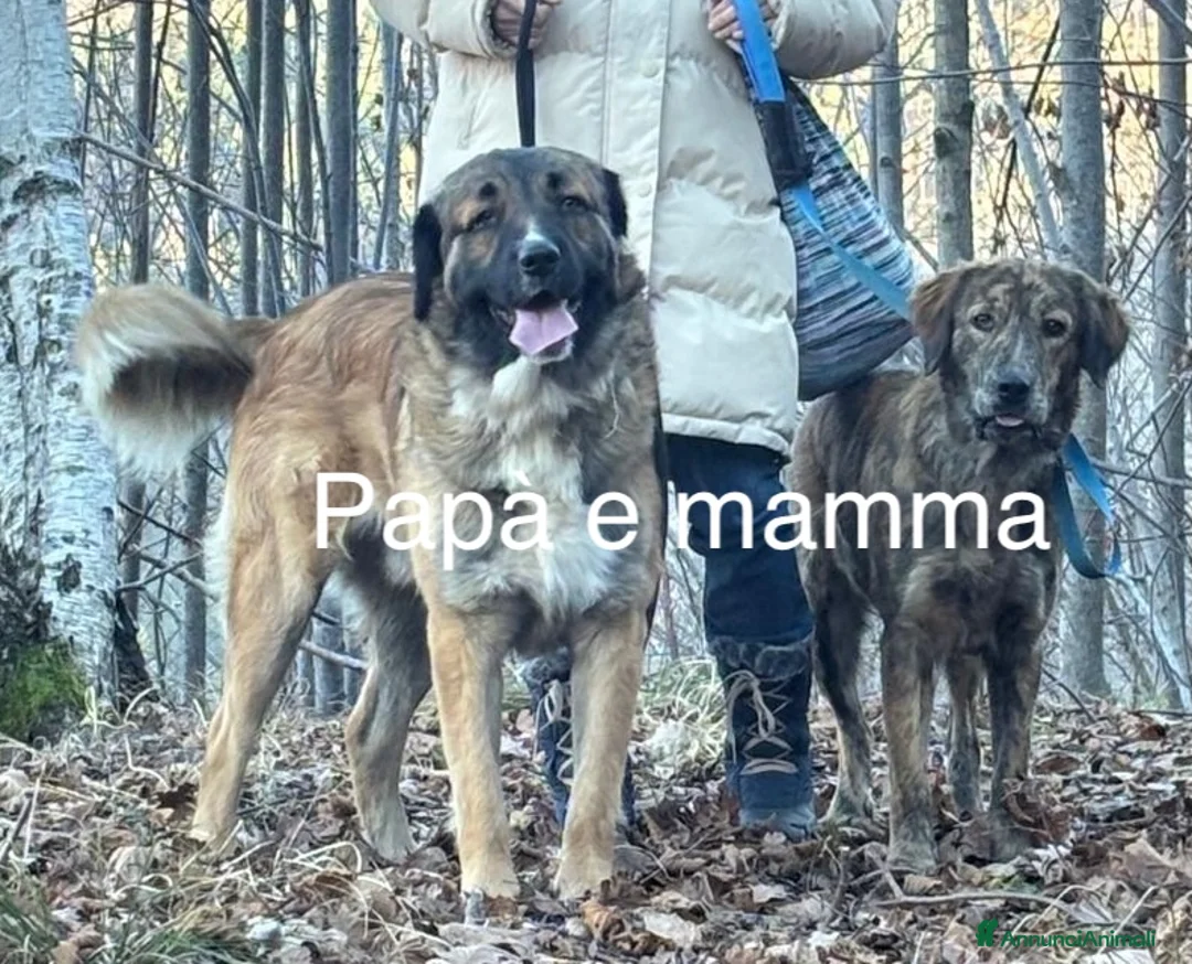 Meticcio cani in regalo: Splendido cucciolo di probabile taglia grande a Città Metropolitana di Torino - Annuncio 10