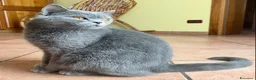Scottish gatti in vendita: Cuccioli scottish straight e fold a Provincia di Padova - Annuncio 1
