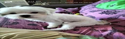 Maltese cani per accoppiamento: Bellis.Maltese Maschio 17 mesi per accoppiamento  a Provincia di Ravenna - Annuncio 3