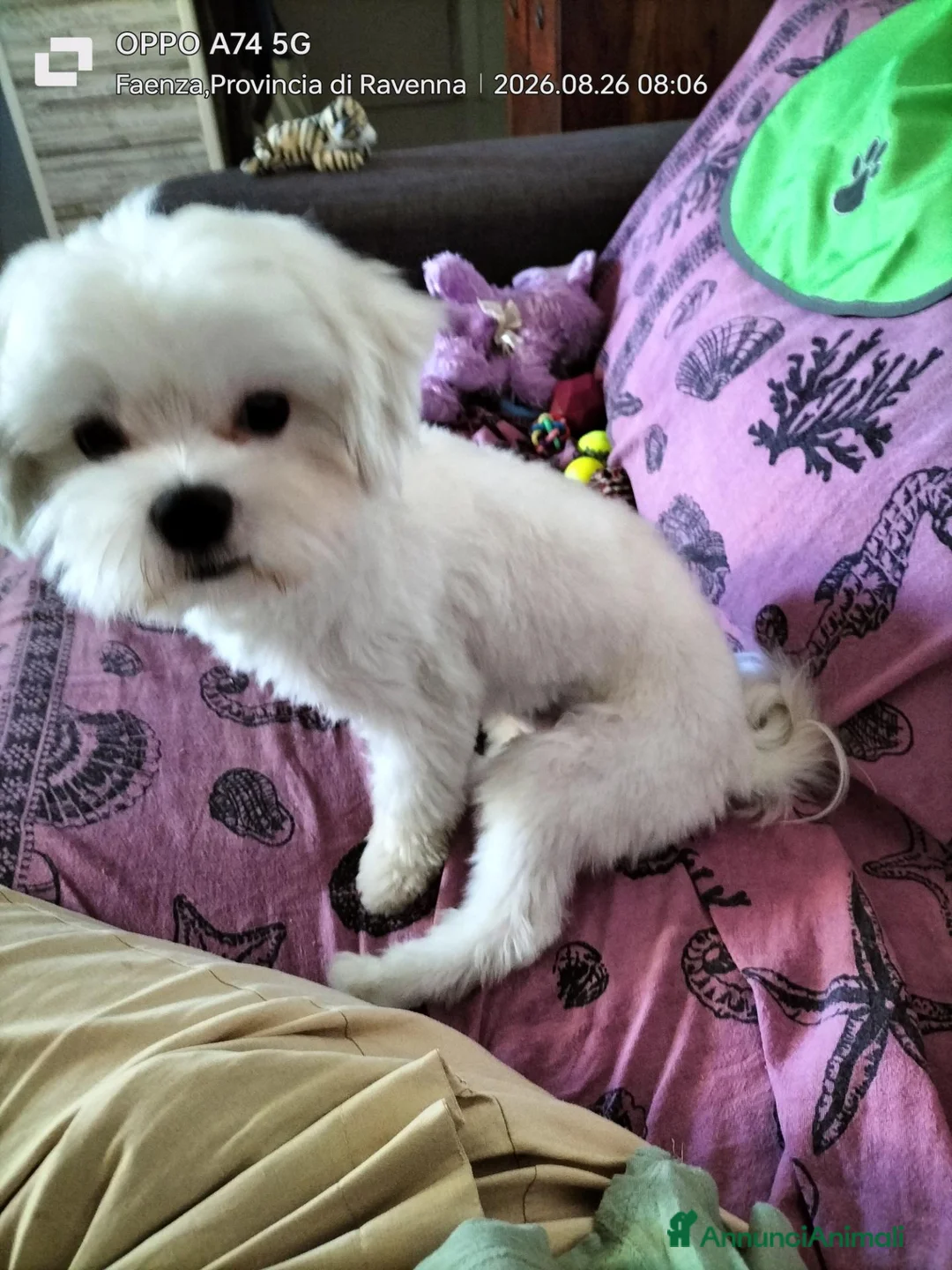 Maltese cani per accoppiamento: Bellis.Maltese Maschio 17 mesi per accoppiamento  a Provincia di Ravenna - Annuncio 3
