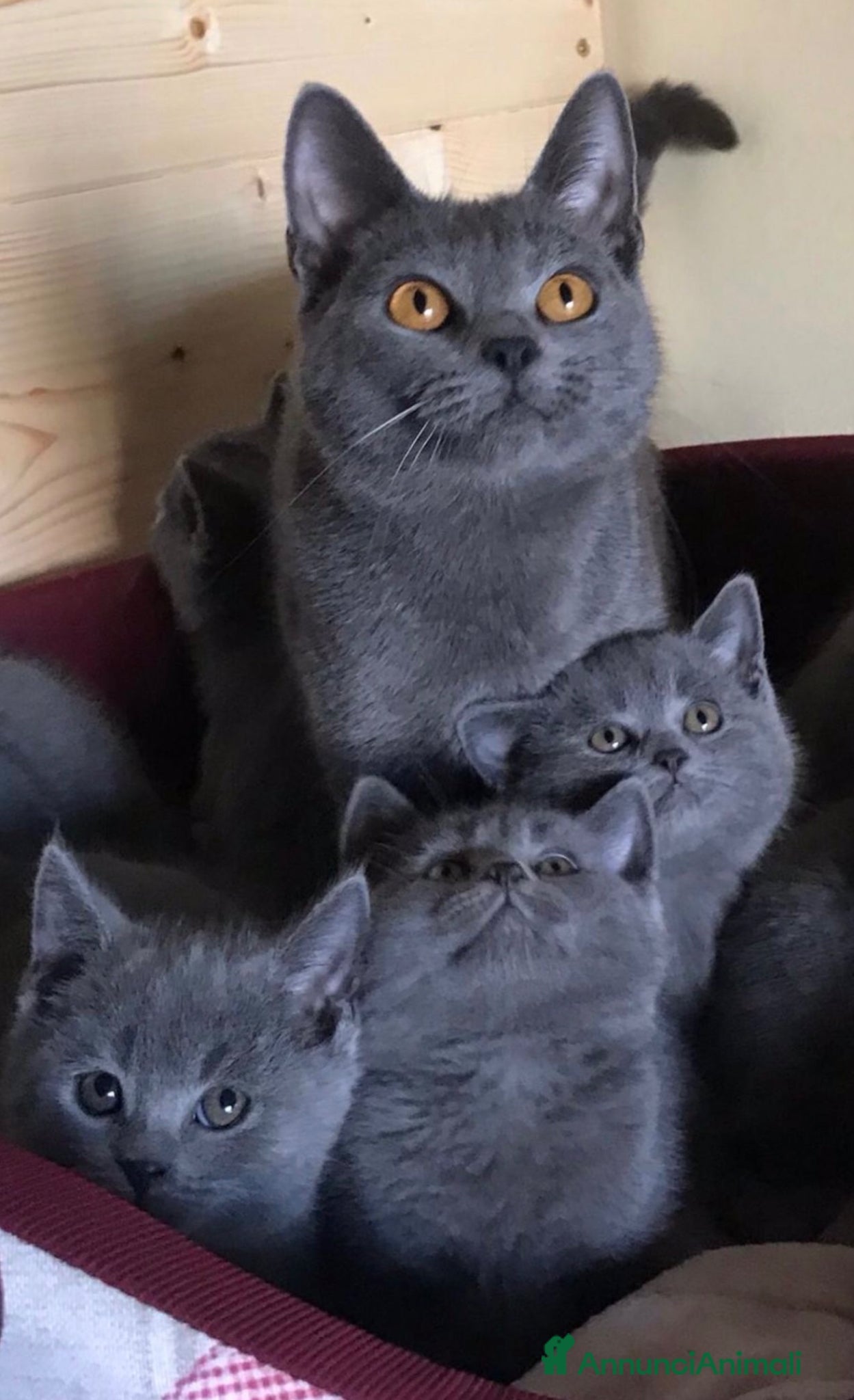 Certosino gatti Cuccioli di certosino con pedigree  - Annuncio 2