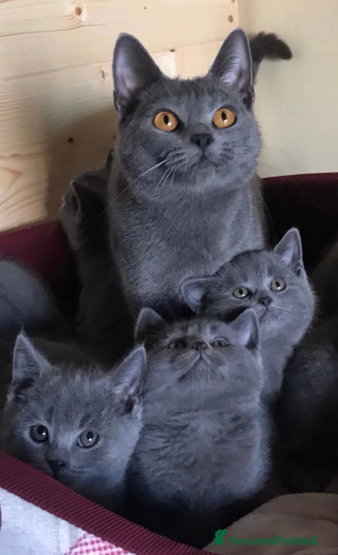Certosino gatti in vendita: Cuccioli di certosino con pedigree  - Annuncio 2