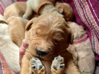Golden Retriever cani in vendita: Cuccioli di Golden Retriever con pedigree ENCI - Annuncio 2