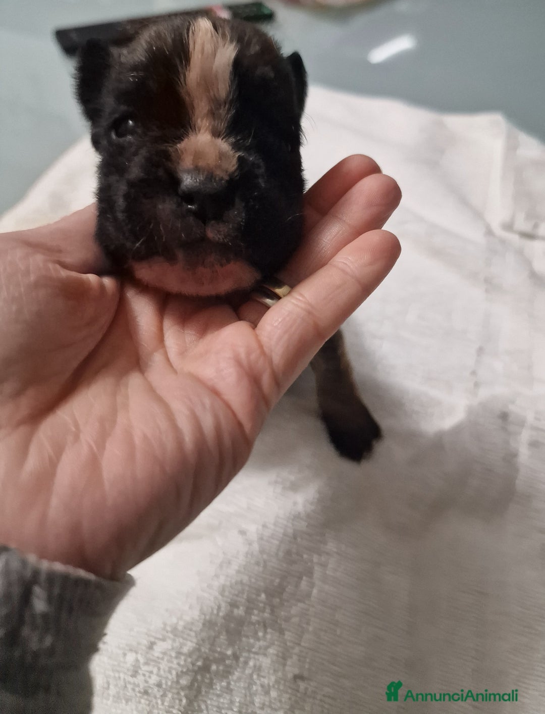 Boxer cani in vendita: Boxer cuccioli con pedigree - Annuncio 11