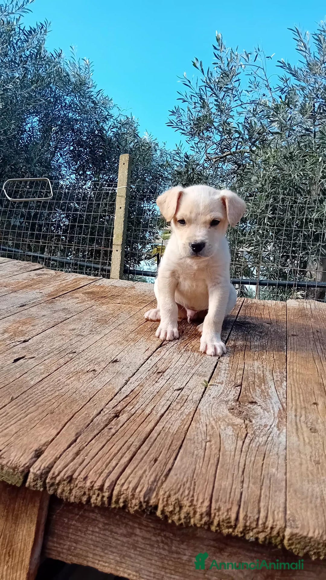 Altre razze cani in regalo: pollicino - Annuncio 4