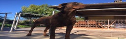 Dobermann cani in vendita: Cuccioli di dobermann disponibili marroni e neri  - Annuncio 1