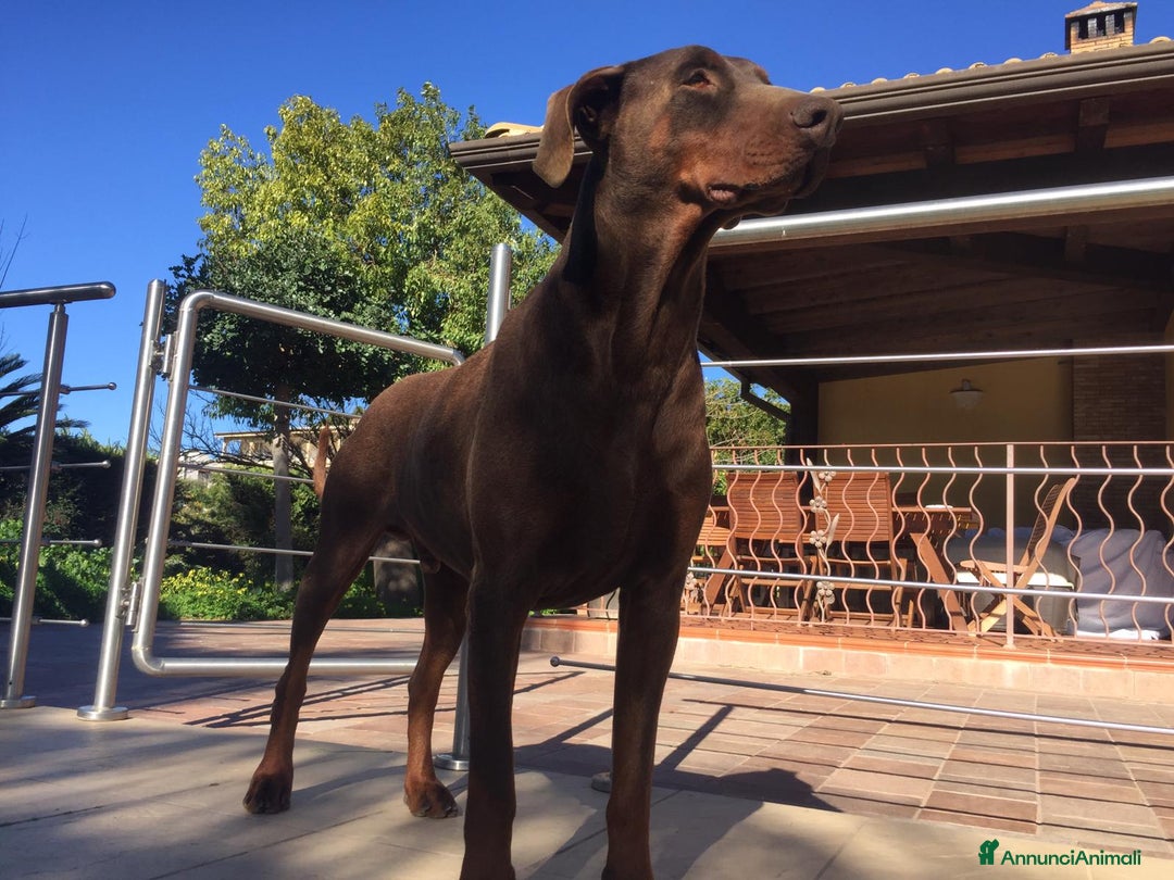 Dobermann cani in vendita: Cuccioli di dobermann disponibili marroni e neri  - Annuncio 1