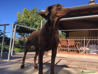 Dobermann cani Cuccioli di dobermann disponibili marroni e neri - Annuncio 40
