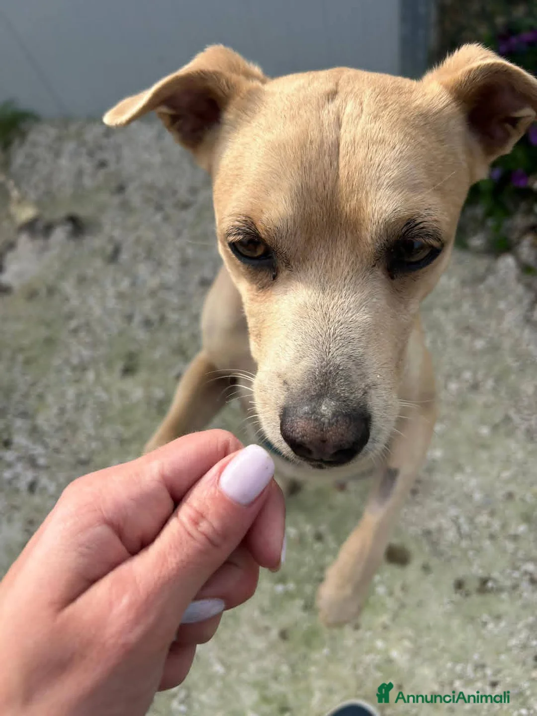 Meticcio cani in regalo: George cerca casa - Annuncio 2