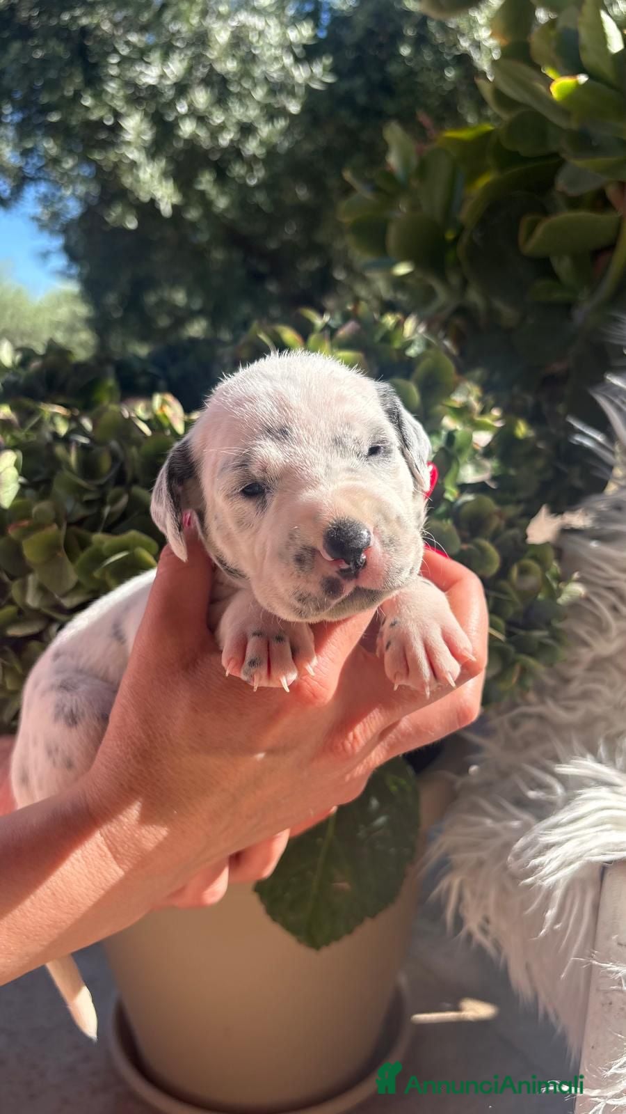 Dalmata cani Cuccioli di Dalmata con Pedegree ENCI - Annuncio 4
