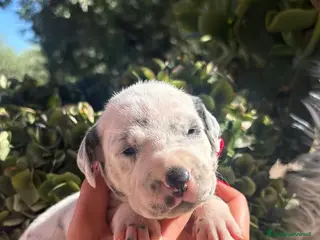 Dalmata cani Cuccioli di Dalmata con Pedegree ENCI - Annuncio 1