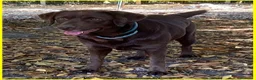 Labrador cani in regalo: KUBRA stupenda - cieca - timida - Annuncio 6