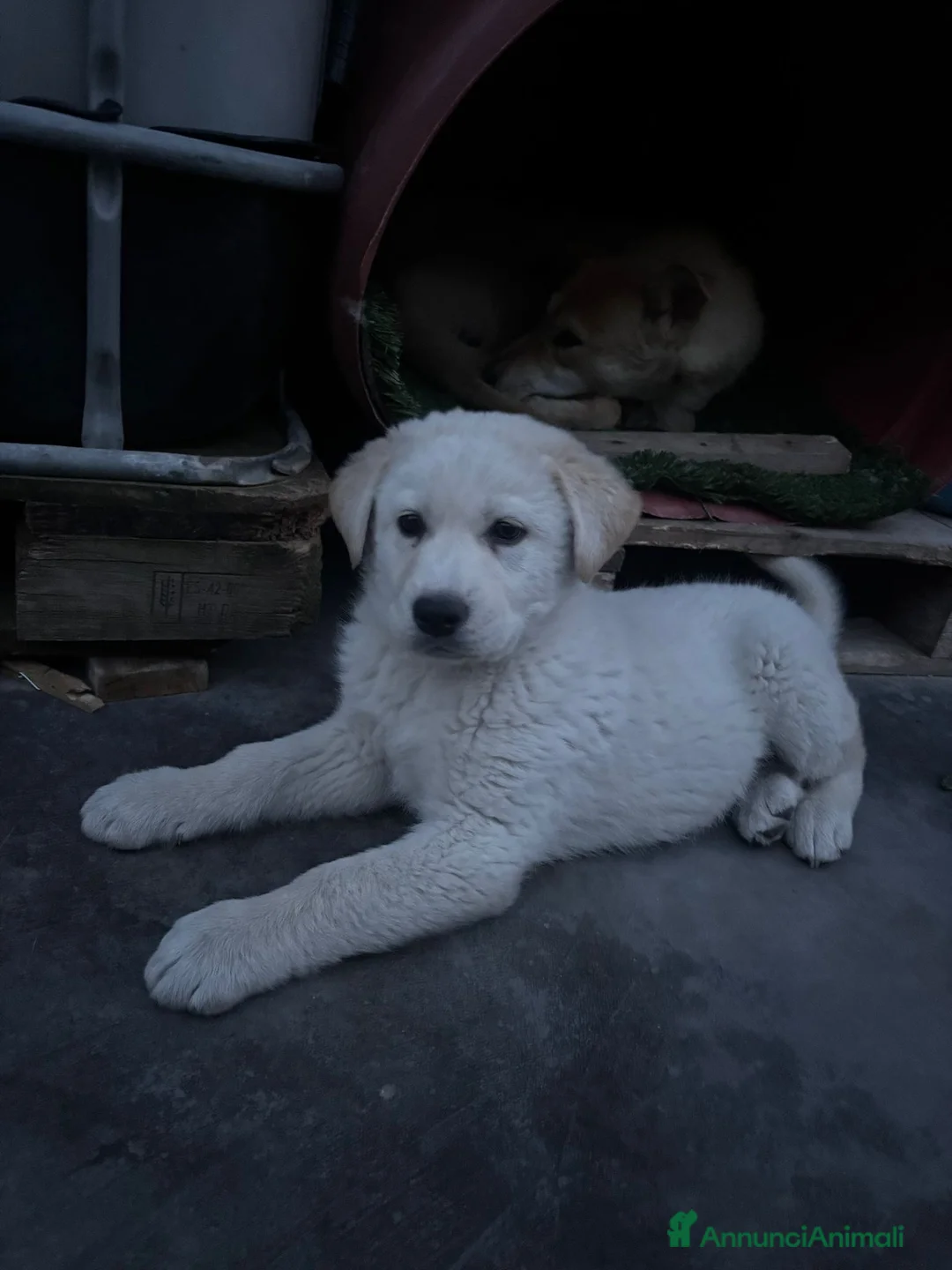 Meticcio cani in regalo: KIRO 💙 - cucciolo futura tg media abbondante - Annuncio 9