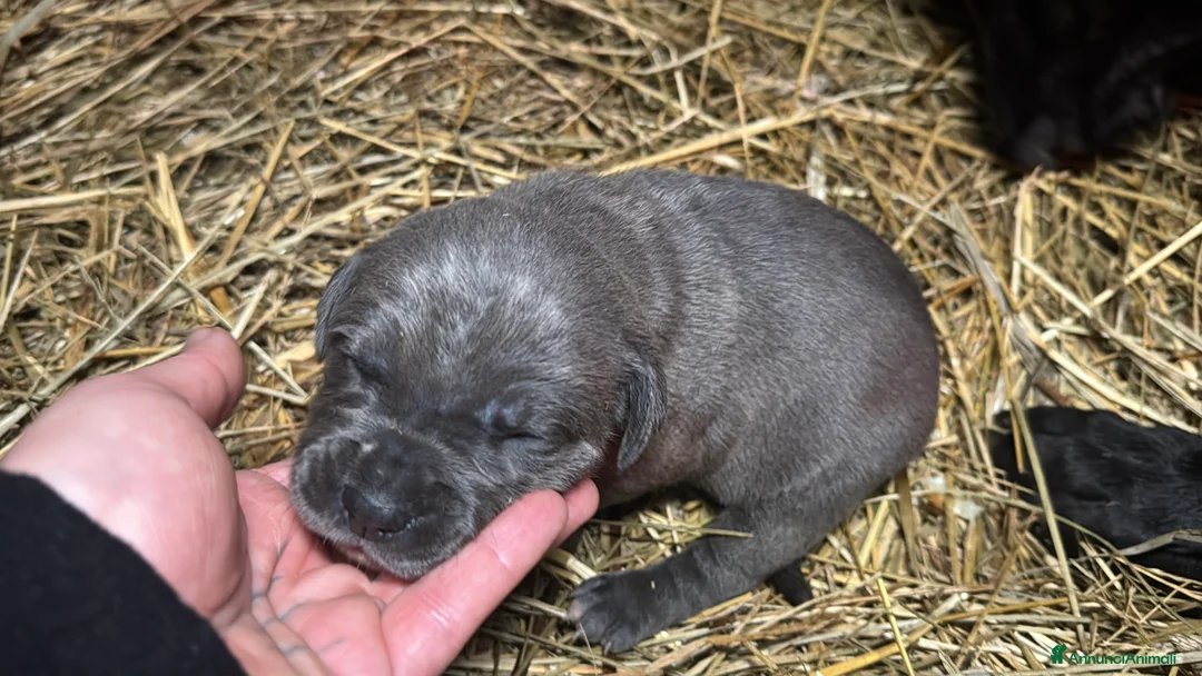 Cane Corso cani in vendita: Cuccioli di Cane Corso - Annuncio 10