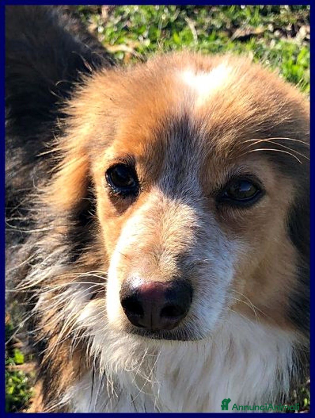 Meticcio cani in regalo: PERSEO un bel tipetto! Adoz. consapevole - Annuncio 7