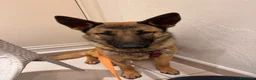 Pastore Belga cani in regalo: Regalo Sole - Annuncio 6
