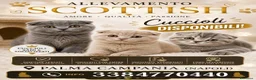 Scottish gatti in vendita: ALLEVAMENTO - Annuncio 3