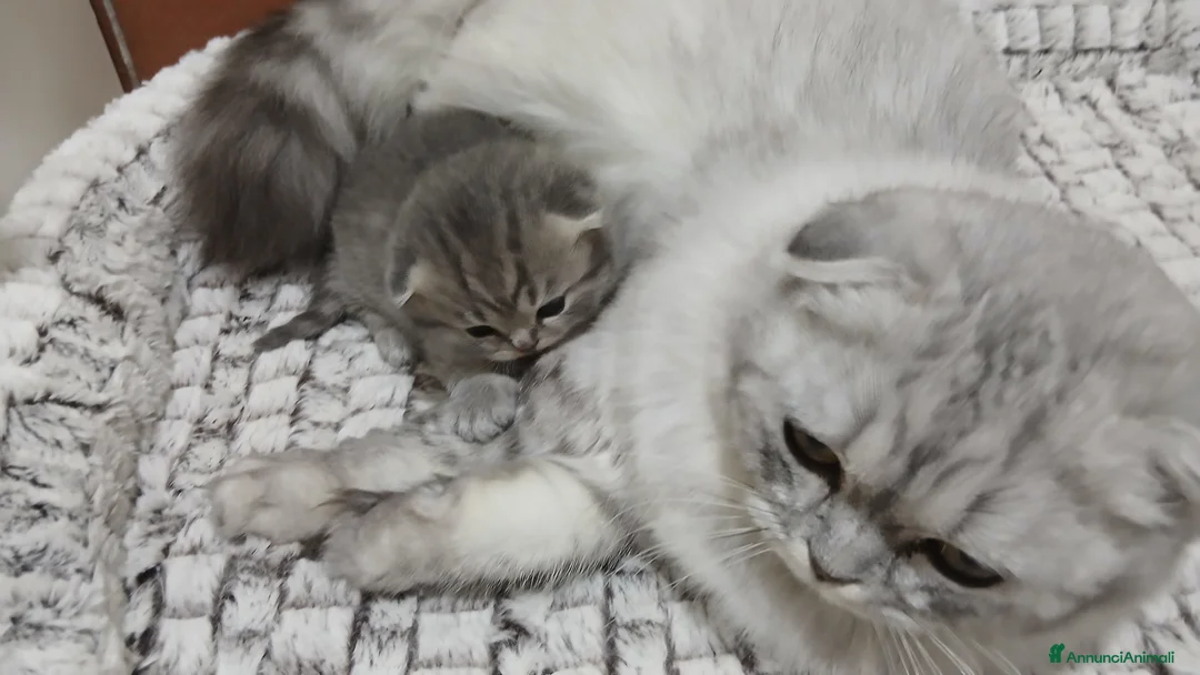 Scottish gatti in vendita: Cucciolo Schottish femmina  - Annuncio 1