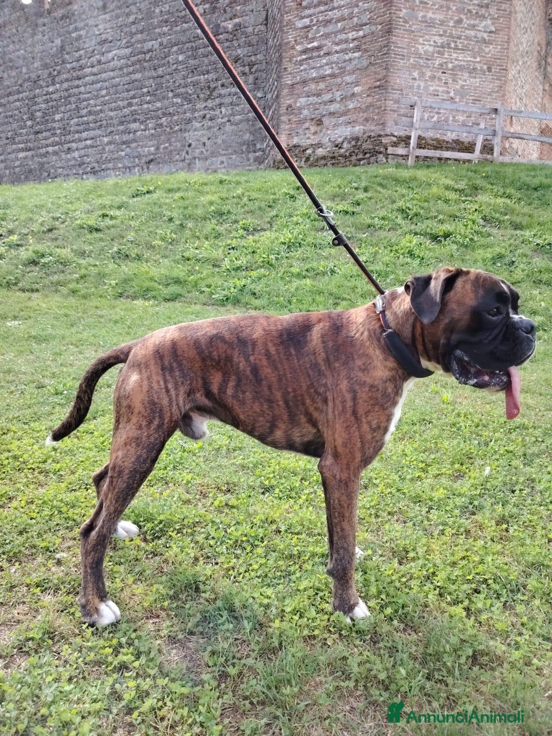 Boxer cani per accoppiamento: Boxer per monte  - Immagine 3