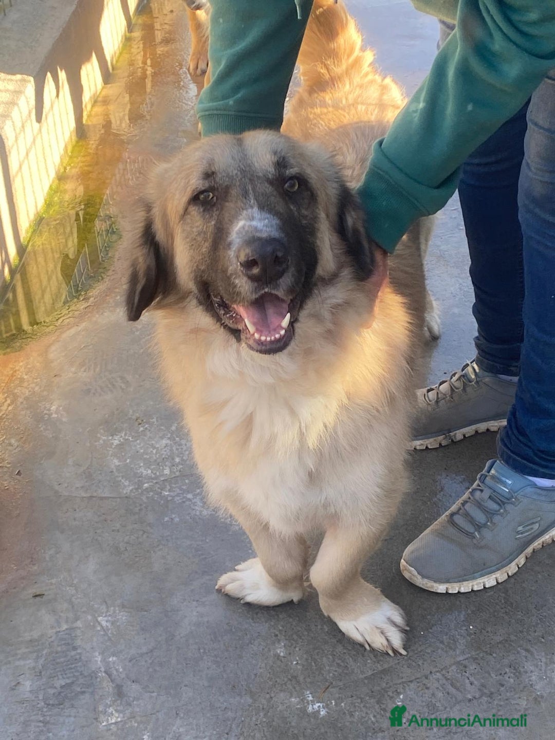 Meticcio cani in regalo: PACO CAGNOLINO FANTASTICO - Annuncio 4