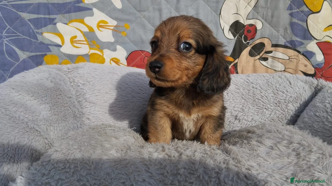 Bassotto cani in vendita: Bassotti tedeschi  - Annuncio 1