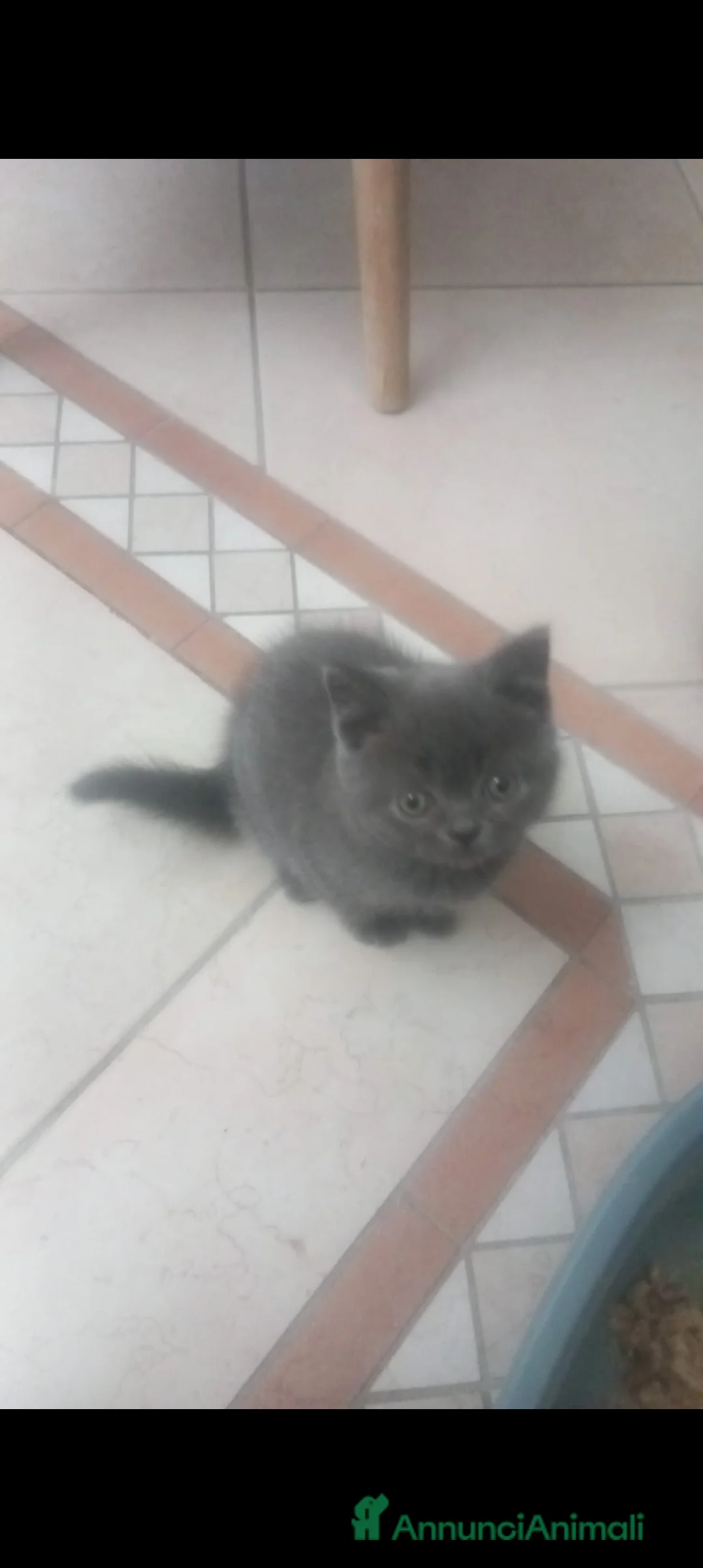 British gatti in vendita: british shorthair - Annuncio 6