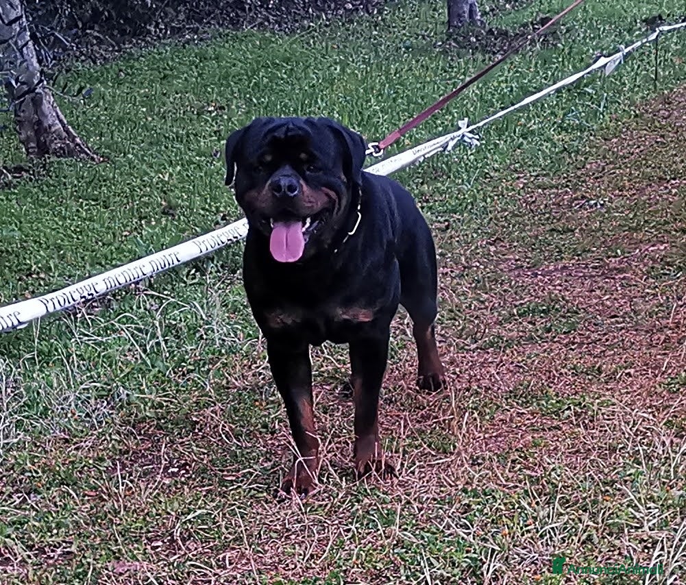 Rottweiler cani Cucciolo Rott. - Annuncio 2