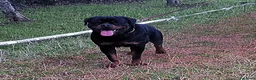 Rottweiler cani in vendita: Cucciolo Rott. - Annuncio 2