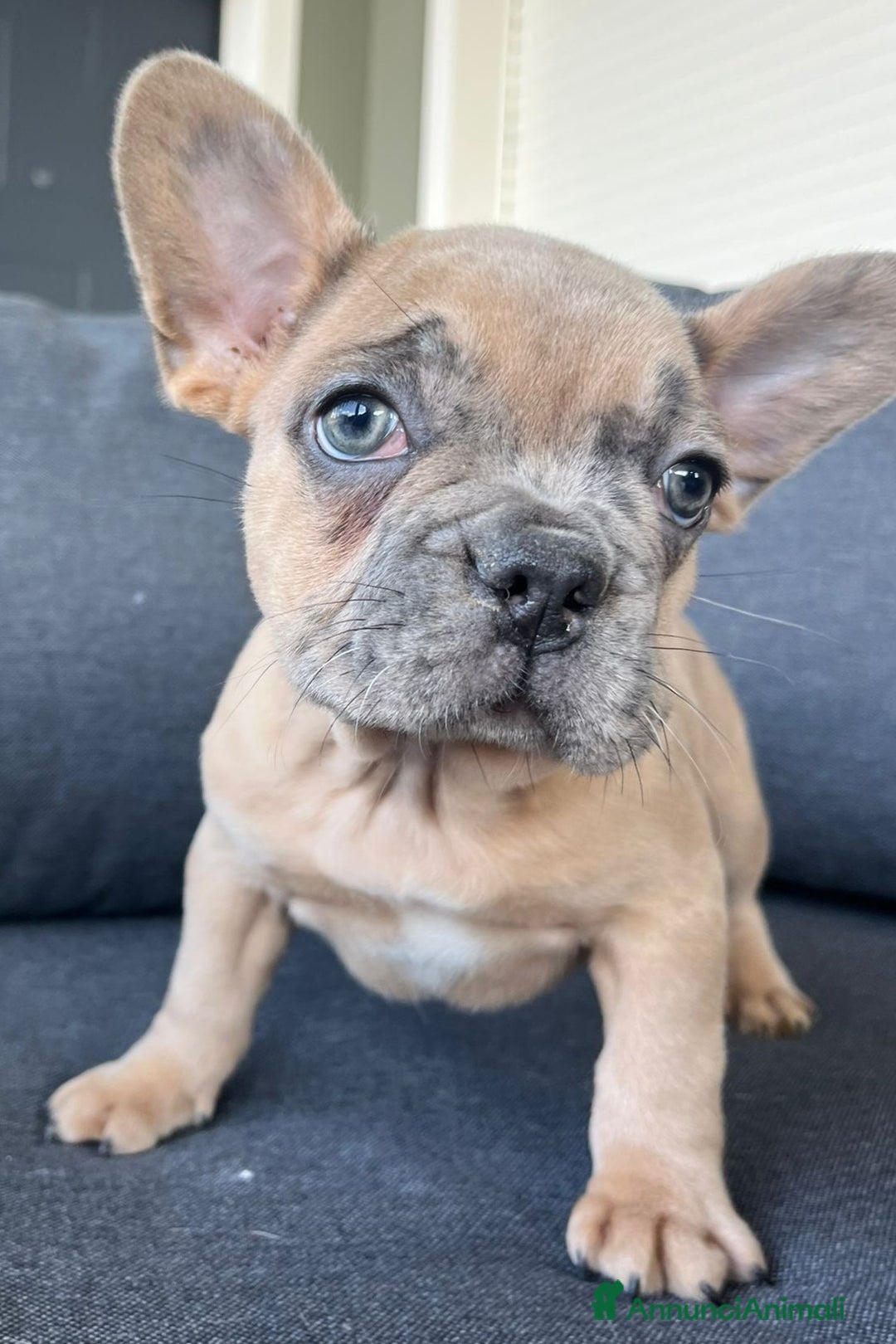 Bulldog Francese cani in vendita: Bulldog francese  - Annuncio 4