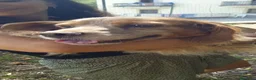 Breton cani in regalo: Anais la dolcezza fatta cane  - Annuncio 4