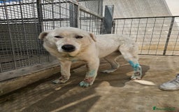 Meticcio cani in regalo: Consuelo: adozione del cuore o stallo  a Città Metropolitana di Genova - Immagine 14