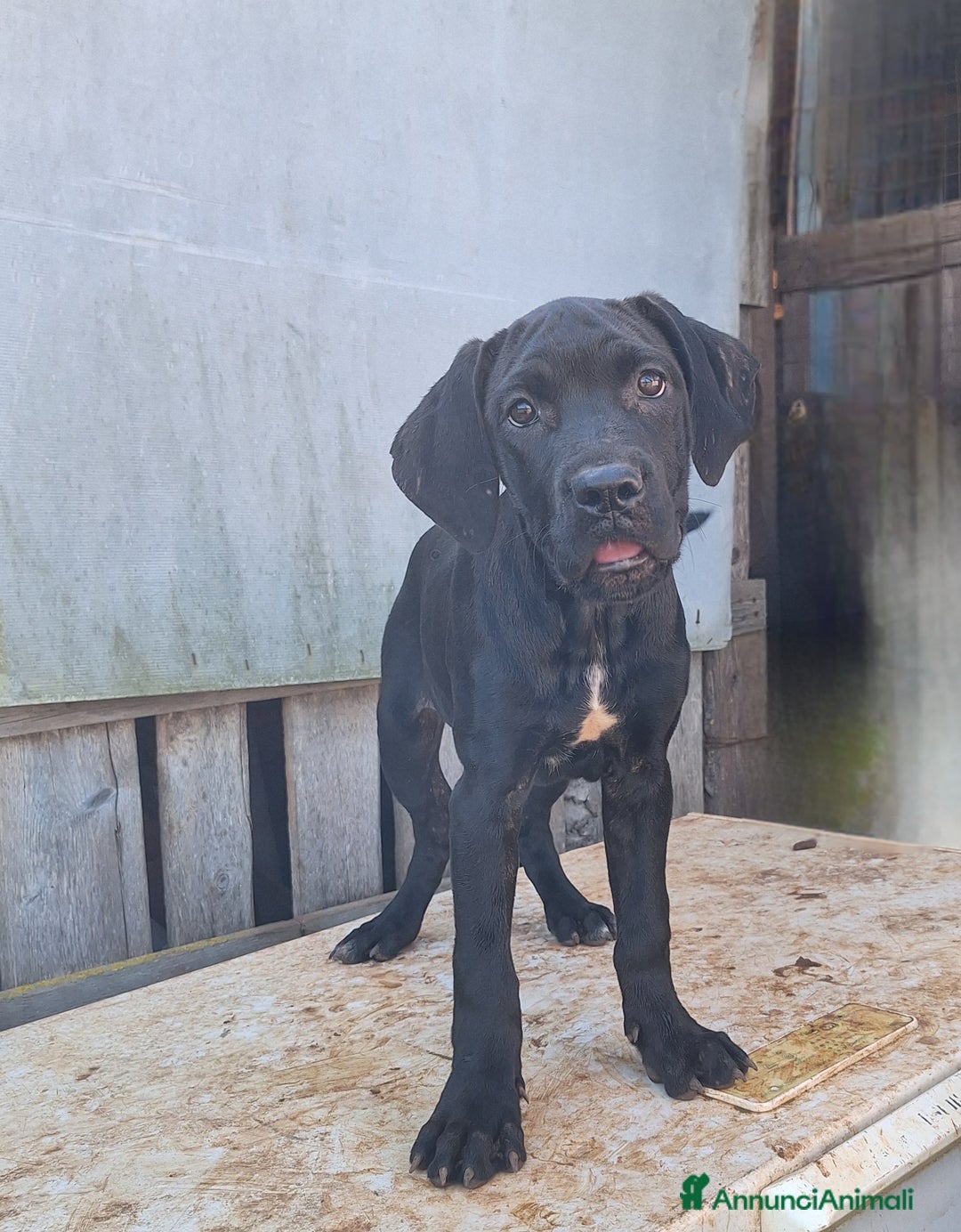 Cane Corso cani in vendita: Cuccioli cane corso - Annuncio 5