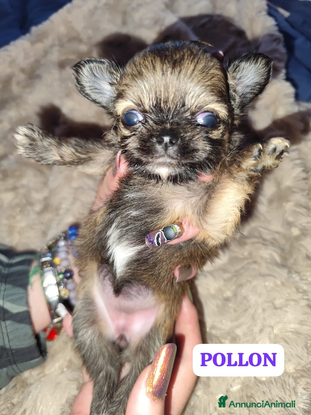 Chihuahua cani in vendita: Cuccioli chiuhahua  - Annuncio 4