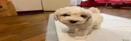 Barboncino cani in vendita: Barboncini - Annuncio 2