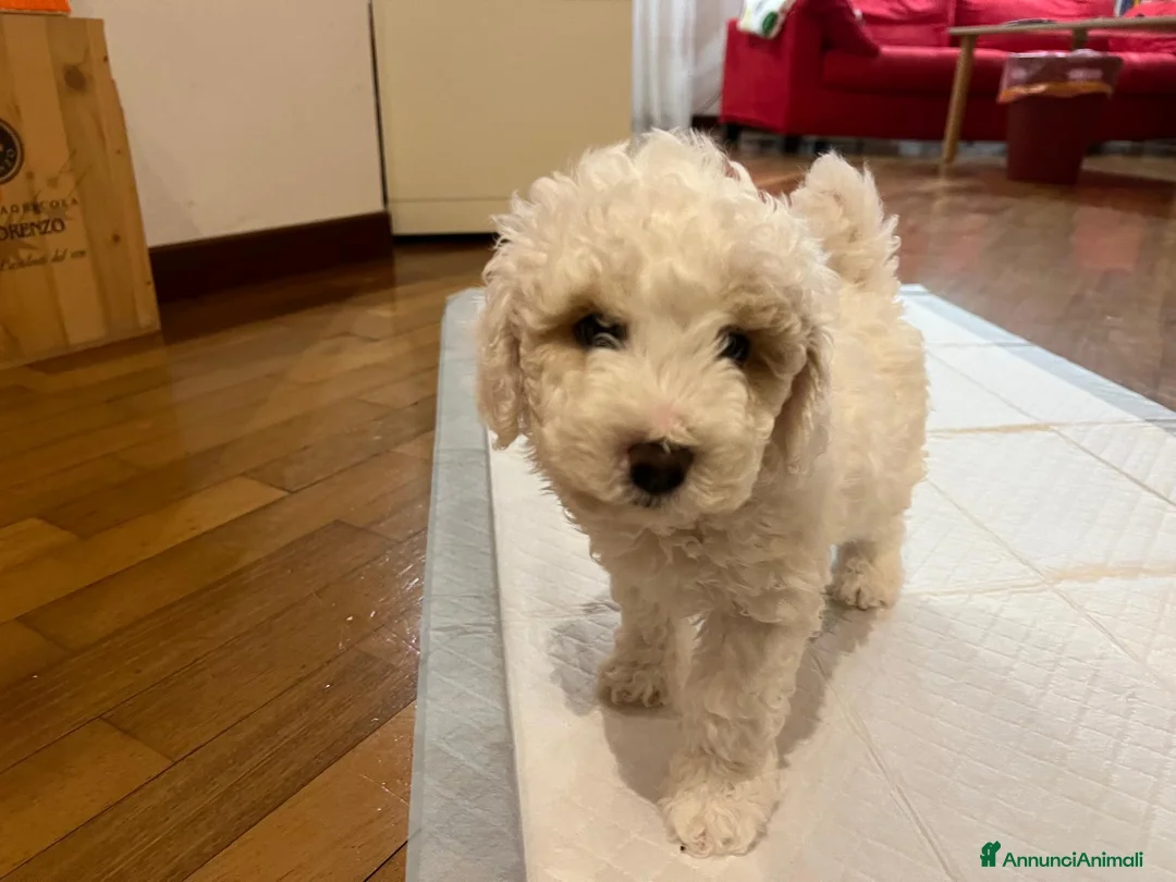 Barboncino cani in vendita: Barboncini - Annuncio 2