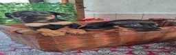 Pinscher Miniatura cani in vendita: Cane Pinscher a Libero consorzio comunale di Trapani - Annuncio 4
