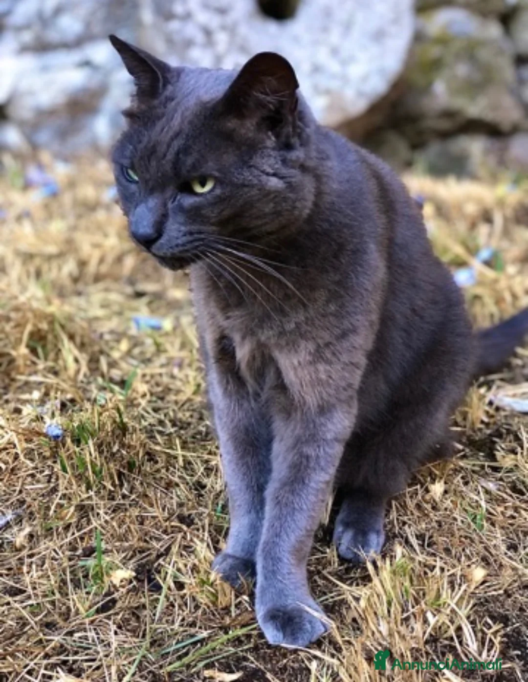 Certosino gatti in regalo: Certosino - Annuncio 3